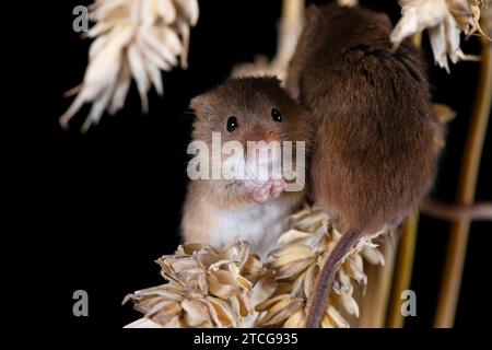 Erntemäuse klettern über Maisstängel mit schwarzem Hintergrund Stockfoto