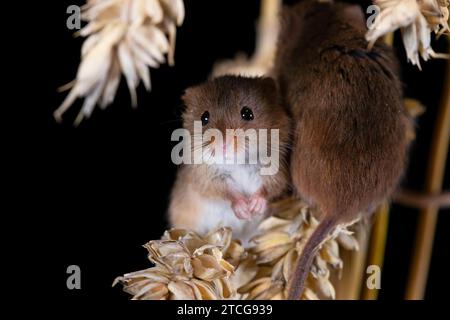 Erntemäuse klettern über Maisstängel mit schwarzem Hintergrund Stockfoto