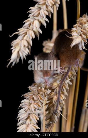 Erntemäuse klettern über Maisstängel mit schwarzem Hintergrund Stockfoto