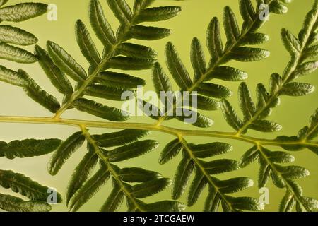 Isolierter Stamm von Austral Bracken Farn (Pteridium esculentum). Australische einheimische Pflanze. Stockfoto