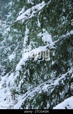 Winter-Kiefernwald tief mit Schnee bedeckt Stockfoto