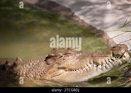 Süßwasserkrokodile sind grau oder olivbraun mit zerklüfteten dunklen Flecken. Ein Süßwasserkrokodil kann dadurch von einem Mündungskrokodil unterschieden werden Stockfoto