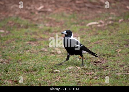 Die Elster ist ein unverwechselbarer Vogel mit glänzenden schwarzen und leuchtend weißen Markierungen. Stockfoto