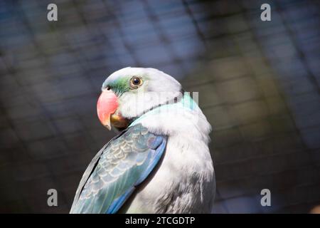 Der Malabar-Sittich, auch bekannt als Blauflügelsittich, ist ein mittelgroßer Papagei. Das Mantle Taubengrau verblasst zu graugrün auf dem Rücken und scap Stockfoto