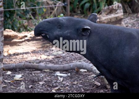 Die Vorderseite und der schwarze oder malaysische Tapir sind schwarz und die Mitte weiß. Die Nase und die Lippe werden verlängert, um eine kurze Schnauze zu bilden. Stockfoto