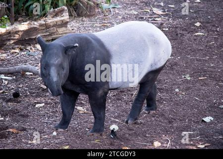 Die Vorderseite und der schwarze oder malaysische Tapir sind schwarz und die Mitte weiß. Die Nase und die Lippe werden verlängert, um eine kurze Schnauze zu bilden. Stockfoto