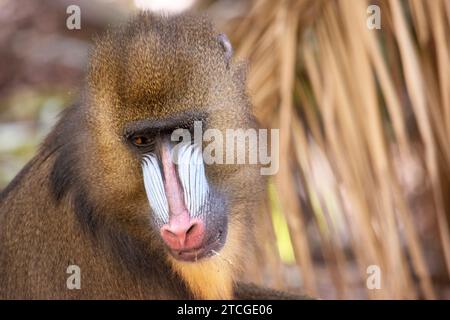 Der Mandrill hat dicke, violette und blaue Rillen entlang der Nase, rote Lippen und Nase und einen goldenen Bart. Stockfoto