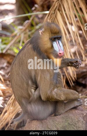 Der Mandrill hat dicke, violette und blaue Rillen entlang der Nase, rote Lippen und Nase und einen goldenen Bart. Stockfoto