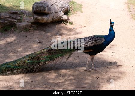 Pfauen sind große, bunt blaue Fasane, die für ihre schillernden Schwänze bekannt sind Stockfoto