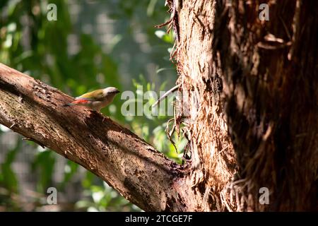 Der Rotbrauenfink ist am besten an seiner hellroten Augenbraue, seinem Rumpf und seinem Schnabel zu erkennen, an einem ansonsten grünen und grauen Vogel. Stockfoto