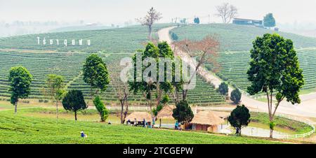 Mae Chan District, Chiang Rai, Thailand-März 30 2023: Teesammler ernten Blätter, während der rauchigen „Brennsaison“ auf dem Land, auf dem Slo Stockfoto