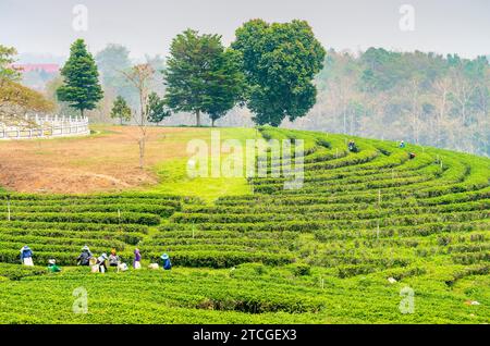 Mae Chan District, Chiang Rai, Thailand-März 30 2023: Teesammler ernten Blätter, während der rauchigen „Brennsaison“ auf dem Land, auf dem Slo Stockfoto