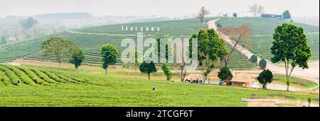 Mae Chan District, Chiang Rai, Thailand-März 30 2023: Teesammler ernten Blätter, während der rauchigen „Brennsaison“ auf dem Land, auf dem Slo Stockfoto