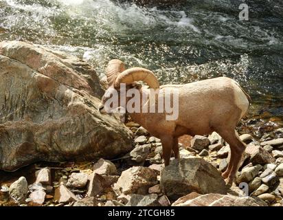 Großhornschafe rammen in den Felsblöcken entlang der Stromschnellen des South Plate River im waterton Canyon, littleton, colorado Stockfoto