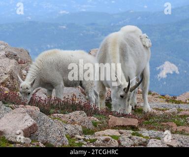 Das Kindermädchen und das Kind aus den felsigen Bergen von colorado weiden zwischen den rosafarbenen Granitblöcken am Mount evans Stockfoto