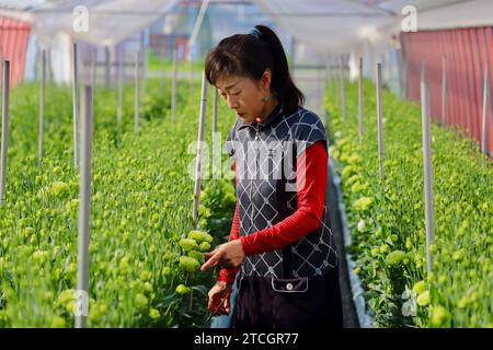 Olympische Spiele In Tokio (Japan). 08/04/2021. Yukari Shimizu kümmert sich um die Eustomas von Fukushima, die Teil der Blumensträuße für die Olympischen Medaillengewinner sind, zusammen mit Sonnenblumen von Miyagi und Enzianern aus Iwate, anderen Präfekturen, die vom Tsunami 2011 betroffen waren. Foto: Pablo M. Díez. ARCHDC. Quelle: Album / Archivo ABC / Pablo M. Díez Stockfoto