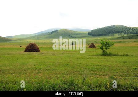 Heuhaufen und ein einsamer Busch in einer Lichtung in der endlosen Steppe am Fuße der hohen Hügel an einem warmen Sommertag. Chakassia, Sibirien, Russland. Stockfoto