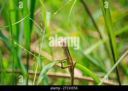 Waldechse aus nächster Nähe in der Natur Stockfoto