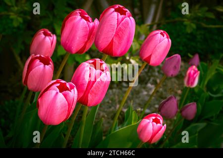 Eine Gruppe von leuchtend rosa Tulpen (Tulipa gesneriana) blüht in einem Frühlingsgarten in Ontario, Kanada. Stockfoto