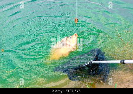 Karpfen gefangen auf einer Angelrute im Wasser des Sees. Stockfoto