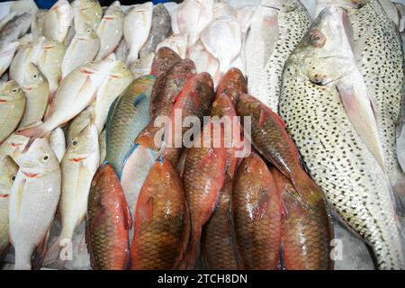 Frischer Fisch, der von einem Händler im Souq Al Jubail präsentiert wird, ist ein großer Markt für frischen Fisch und Meeresfrüchte sowie Obst und Gemüse in Sharjah, VAE. Stockfoto