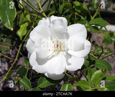Weiße Rosenblume auf einer Buschpflanze im Garten Stockfoto