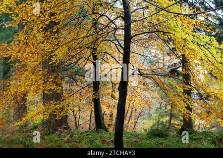 Junge Herbstbuchen bei Randolph's Leap. Morayshire, Schottland Stockfoto