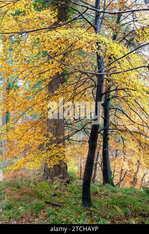 Junge Herbstbuchen bei Randolph's Leap. Morayshire, Schottland Stockfoto