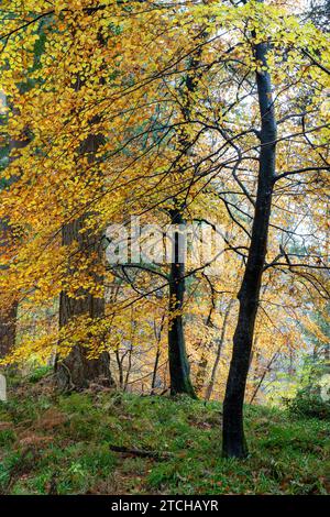 Junge Herbstbuchen bei Randolph's Leap. Morayshire, Schottland Stockfoto