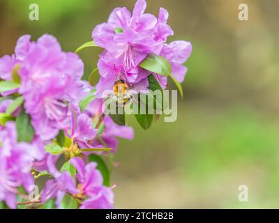 Rosafarbene Blüten des sibirischen Rhododendron-Kopierraums. Rhododendron dauricum. Frühjahrsblüte des Altai Rhododendron. Nahaufnahme von Rhododendron dauricu Stockfoto