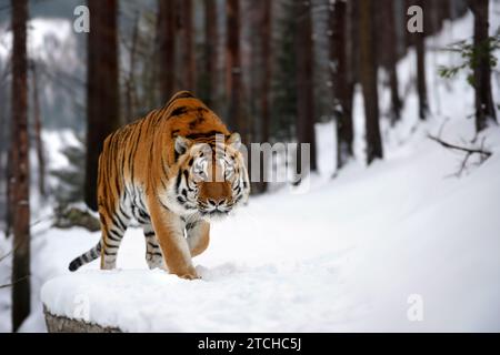Nahaufnahme des erwachsenen Tigers in kalter Zeit. Tiger Schnee in wilden Winter Natur. Sibirischer Tiger, Action Wildlife-Szene mit gefährlichen Tieren Stockfoto