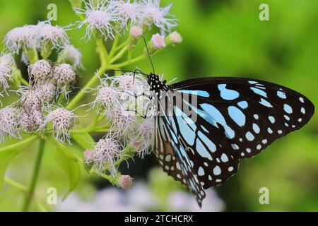 Tirumala Limniace oder blauer Tigerfalter saugen Nektar von Blumen und helfen bei der Bestäubung von Pflanzen im Frühling Stockfoto