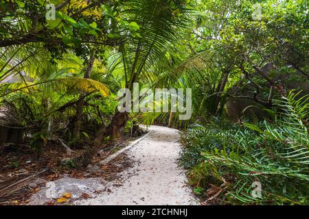 Ein leerer Weg führt an einem sonnigen Tag durch den Palmenwald. La Digue Island, Seychellen Stockfoto