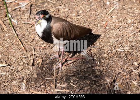 Der Lapwing hat eine schwarze Mütze und breite weiße Augenstreifen, mit einem gelben Augenring und einem Schirm und einem kleinen roten Klatsch über dem Schirm. Die Beine sind rosa-gre Stockfoto