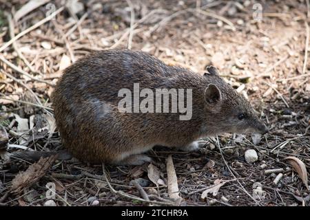 Bandicoots sind ungefähr so groß wie ein Kaninchen und haben eine spitze Schnauze, einen buckligen Rücken, einen dünnen Schwanz und große Hinterfüße Stockfoto