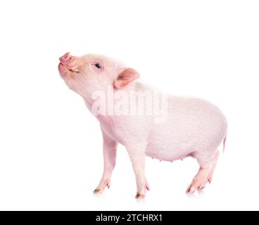 Rosafarbenes Miniaturschwein vor weißem Hintergrund Stockfoto