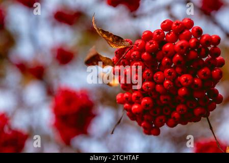 Bergasche im Spätsommer mit ihren leuchtenden roten Beeren Stockfoto