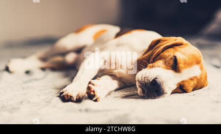 Hund liegend auf dem Sofa in helles Zimmer auf Decke. Kopieren Raum portrait Hintergrund Stockfoto