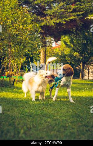 Zwei Hunde spielen auf einem grünen Gras im Garten. Beagle-Hund mit pommerschen Spitz klein. Zwei Rassen Stockfoto