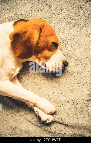 Hund liegend auf dem Sofa in helles Zimmer auf Decke. Kopieren Raum portrait Hintergrund Stockfoto