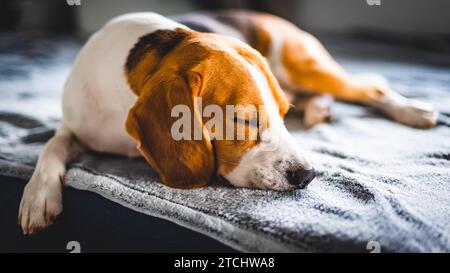 Beagle Hund schläft auf einem Sofa im Sommer Hitzewelle ruht. Sonnenstrahlen kommen durch das Fenster. Platz kopieren Stockfoto