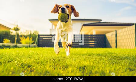 Beagle-Hund Spaß im Garten im Freien Lauf und springe mit Ball in Richtung Kamera. Hintergrund des Hundes Stockfoto