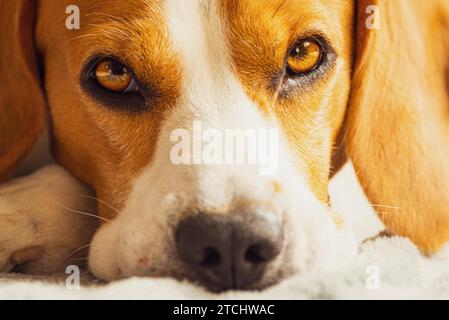 Beagle Hund schlafen auf einer Couch. Nahaufnahme der Pfoten und Schnauze. schlafende Hunde Hund Konzept Stockfoto