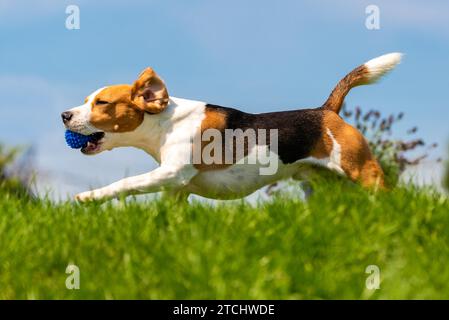 Beagle-Hund Spaß im Park im Freien Lauf und springe mit Ball. Hintergrund des Hundes Stockfoto