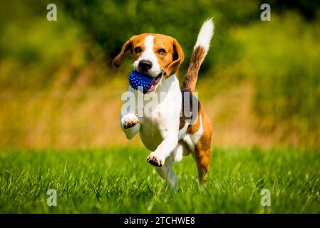 Beagle-Hund Spaß im Garten im Freien Lauf und springe mit Ball in Richtung Kamera. Hintergrund des Hundes Stockfoto