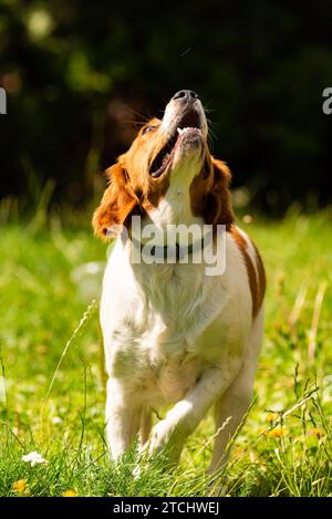 Bretagne Hund im Garten draußen auf einem Gras stehend und nach oben schauend. Hintergrund des Hundes Stockfoto