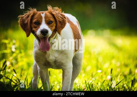 Bretonische Spaniel-Hündchen, die im grünen Gras stehen. Tierhintergrund. Kopierbereich rechts Stockfoto