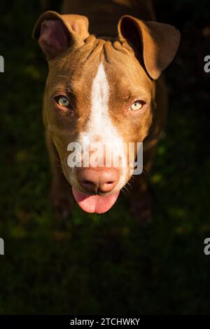 Junge American Staffordshire pitbull Hund im Freien im Sommer Tag Stockfoto