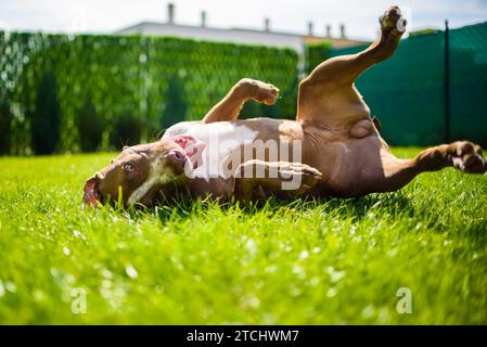 Junge American Staffordshire pitbull Hund im Freien im Sommer Tag Stockfoto
