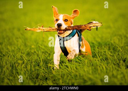 Ein Beagle Hund läuft mit einem Stock im Maul in einem Gras Feld im Sonnenuntergang in Richtung Kamera Stockfoto